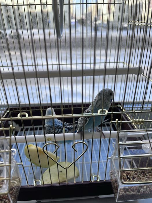 Продается папугай вместе с клеткой.