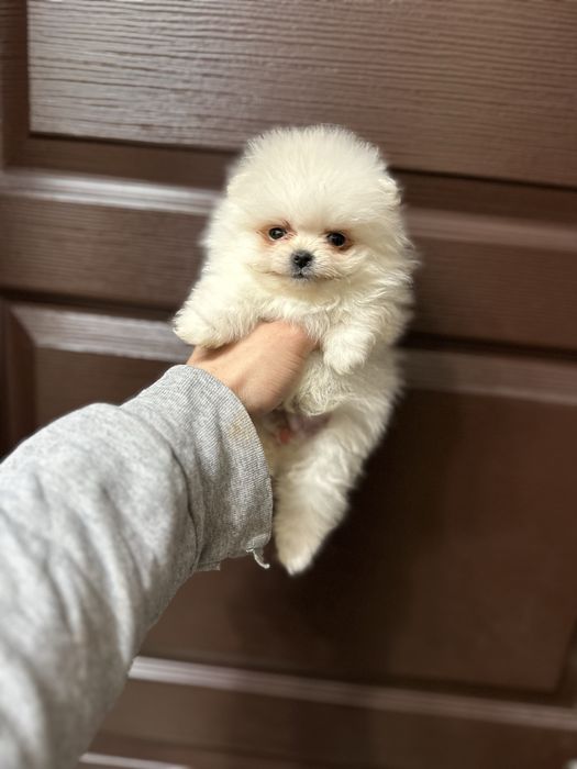 Мини Померан.