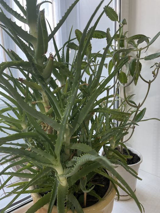 Алоэ для лечения на срез