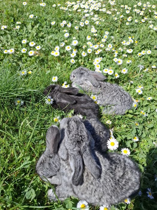 Vand iepurasi cu mama tatuata