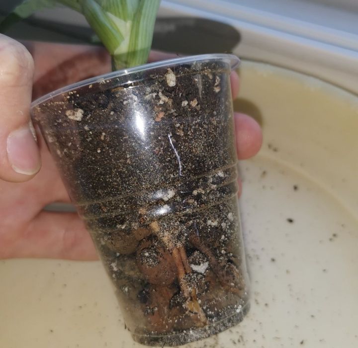 Алоэ, каланхоэ комнатные растения