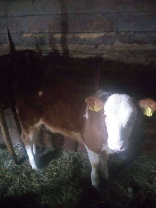 Vand 2 vitele intarcate