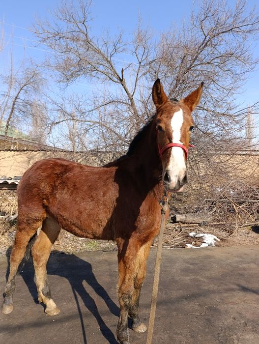 Toy  sotiladi  . Той