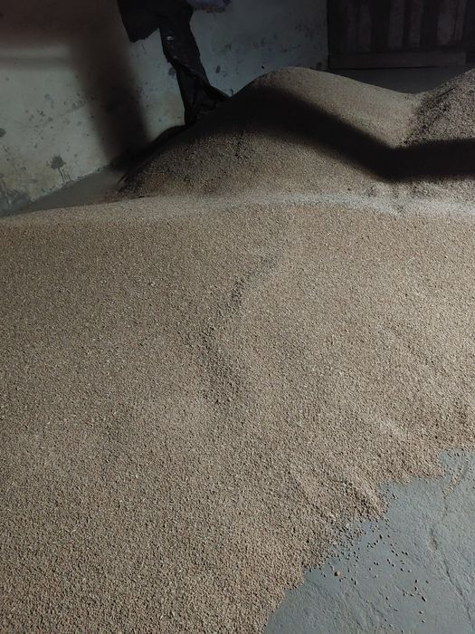 Porumb și grâu 2025