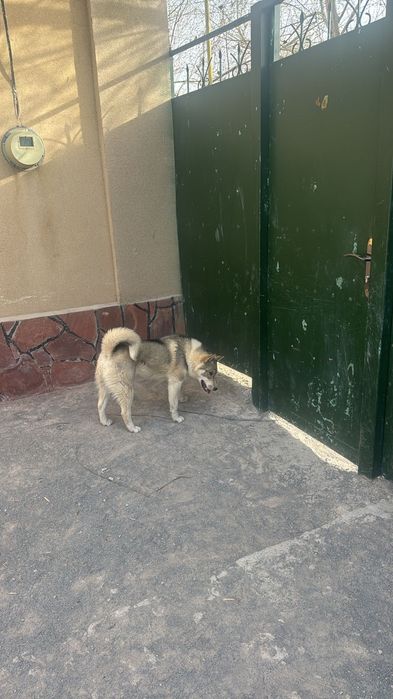 Сибирское Лайка 6 айлық