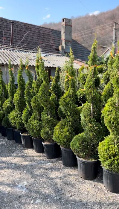 Plante Decorative pentru Casa / Curte / gradina