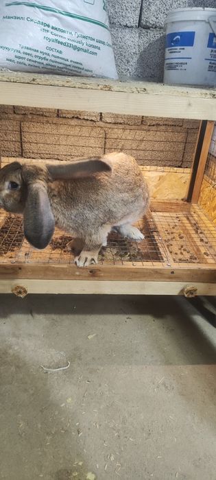 Куйон 5-6 кглик куйон