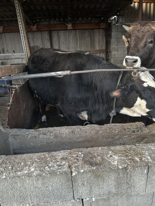 Продам 2 быка 2 Алатауские