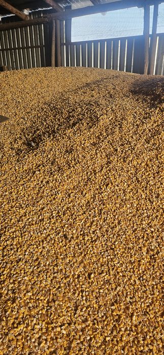 Vând porumb boabe 1.2 lei