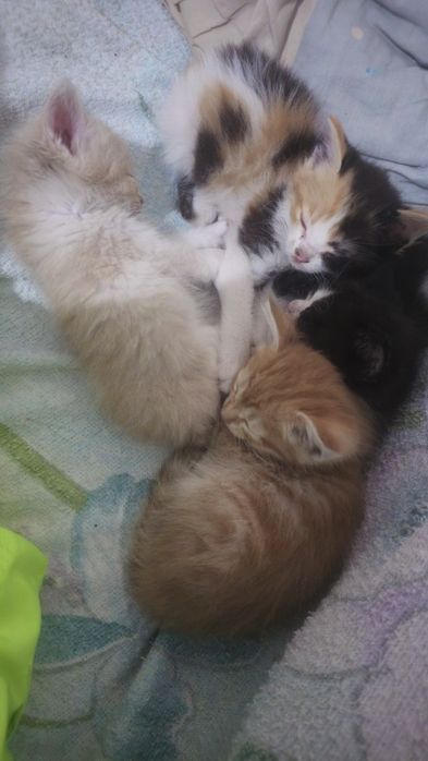 Продам 4 котёнка