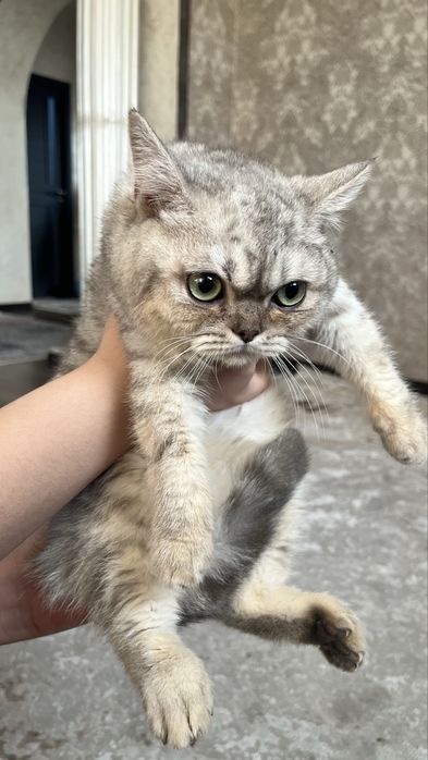 Продам Котенка Британец