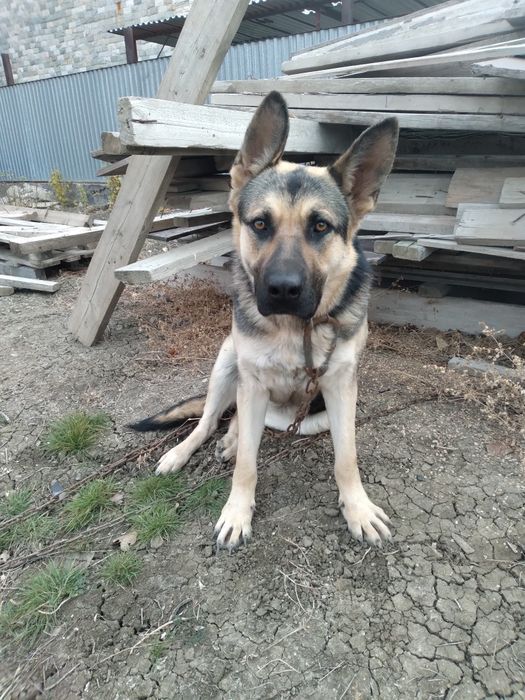 Неміс  овчаркасы