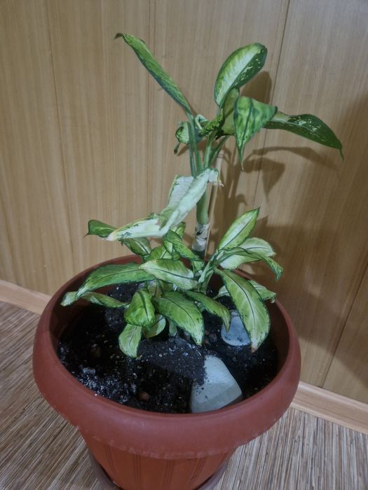 Комнатные растения