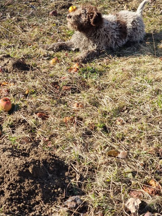 Lagotto își caută stăpân
