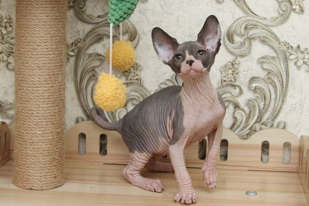 Малыши голыши. Сфинксы