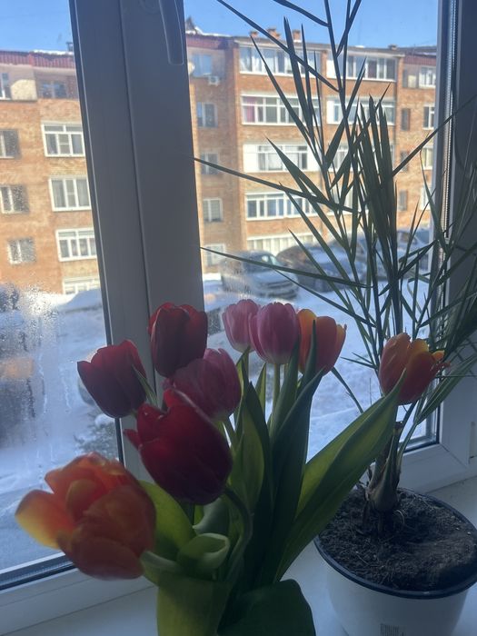 Цветы гүлдер арзан бағаға штукасы 400