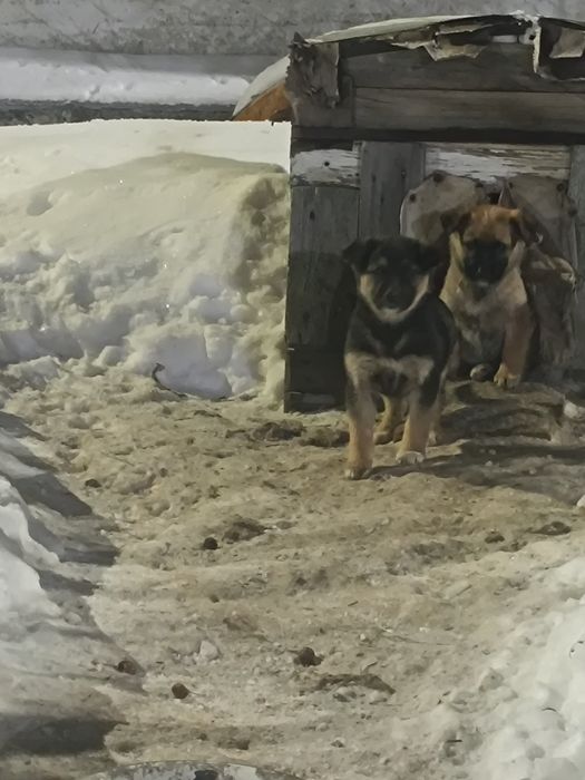 Отдам щенят 1 месяц.