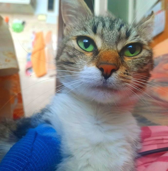 СПЕШНО ТЪРСИМ ДОМ НА Плутон - котка