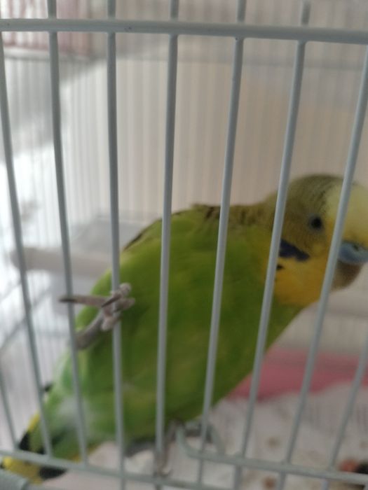 Срочно продам папугай