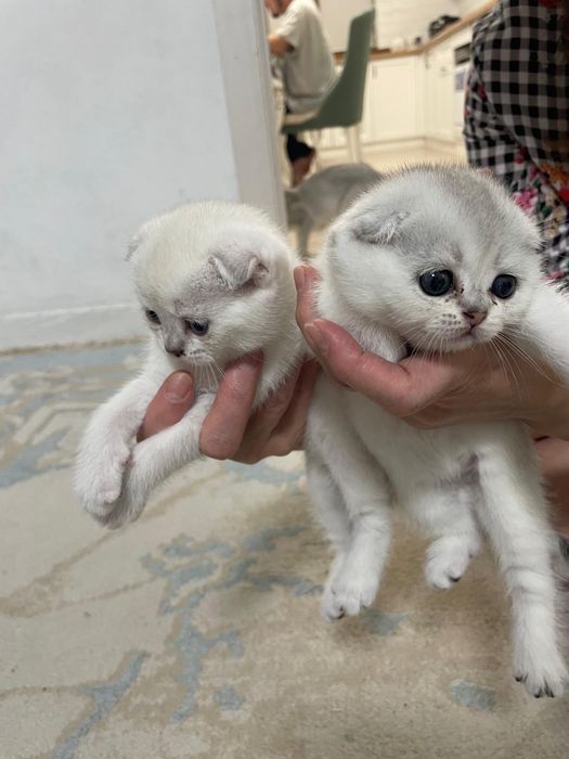 продажа пушистих шиншилл