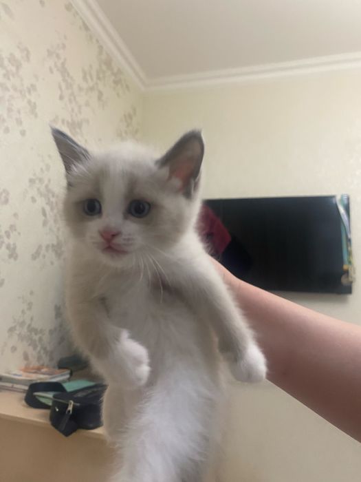 Продается кошка