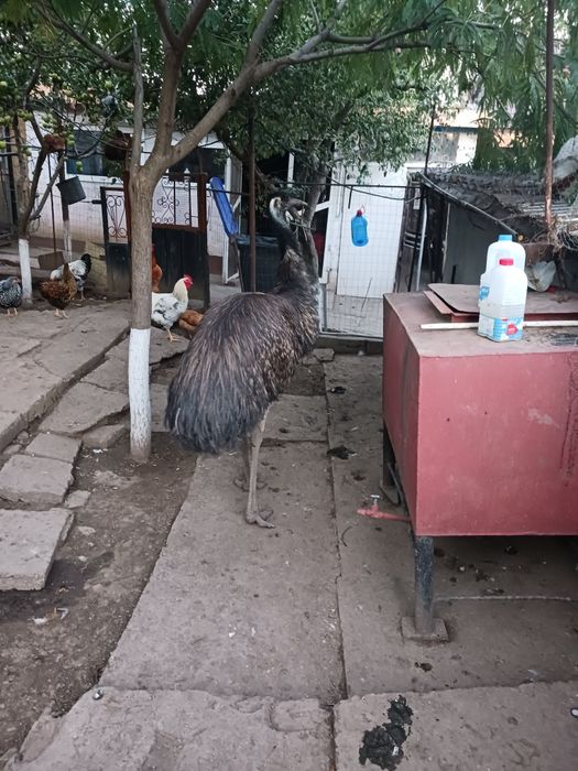 Vând strut EMU  în vârstă de 2 ani