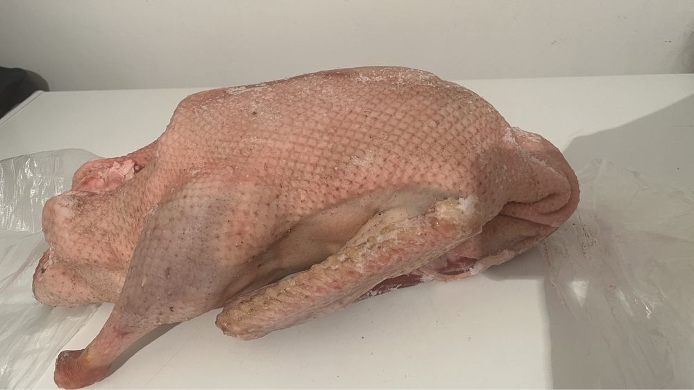 Гусь домашний