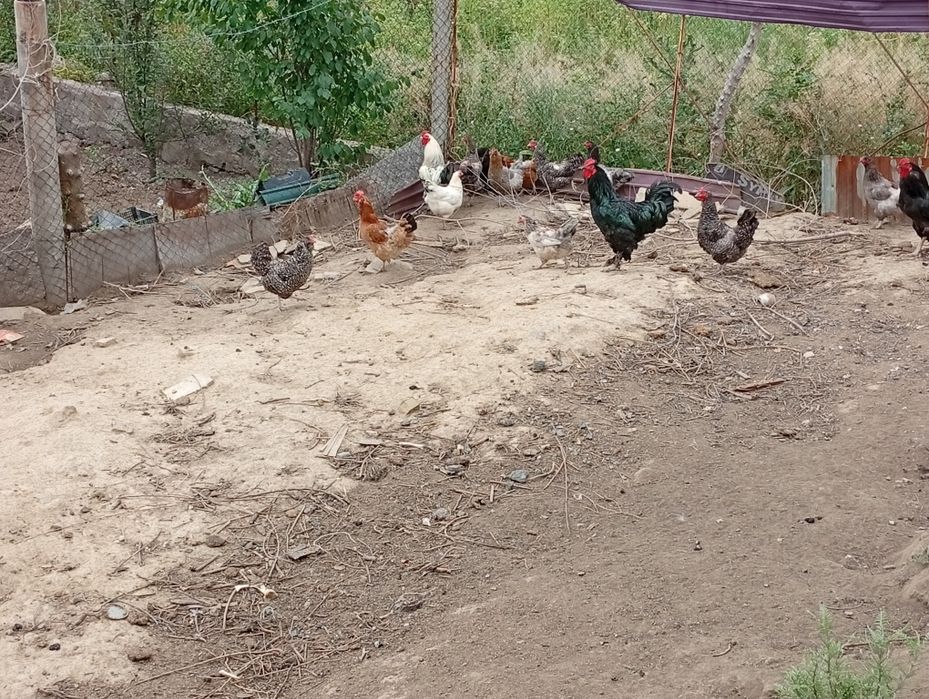 Продам куры и петух