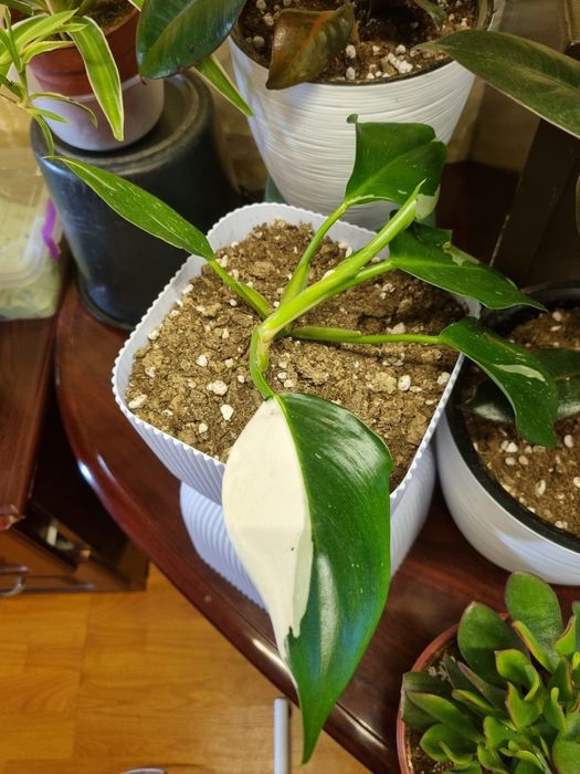 Комнатные цветы.Аглаонема "Snow White" и Филодендрон "White Princess"