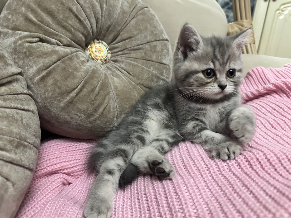 Шотландские котята