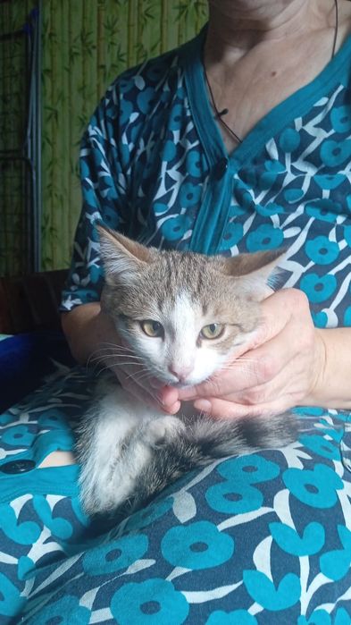 Сиамские котята.