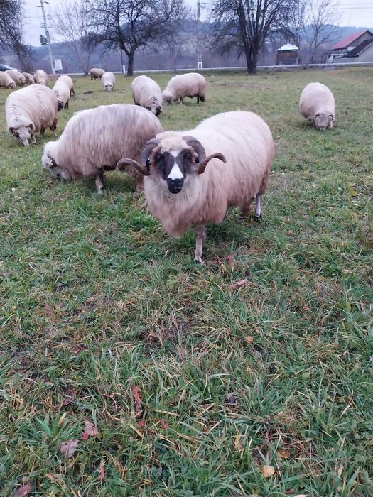 Vand sau schimb pe juninci baltate!