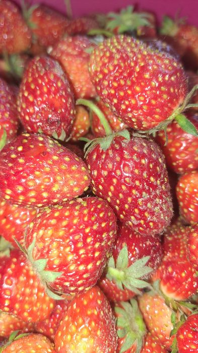 Продам домашнию клубнику