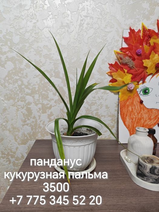 Комнатные цветы разные