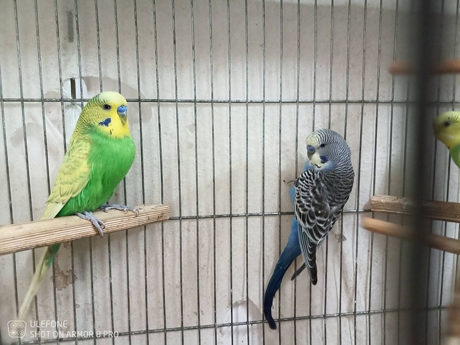 Продавам вълнисти папагали