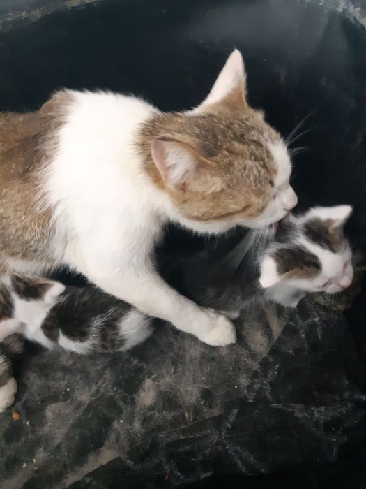 Отдам котят в добрые руки