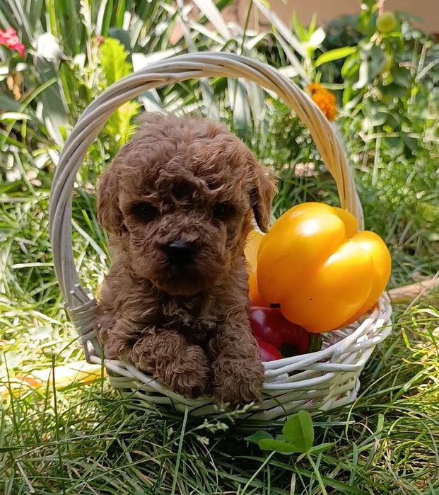 Готовятся к продаже щенки карликовый пудель.