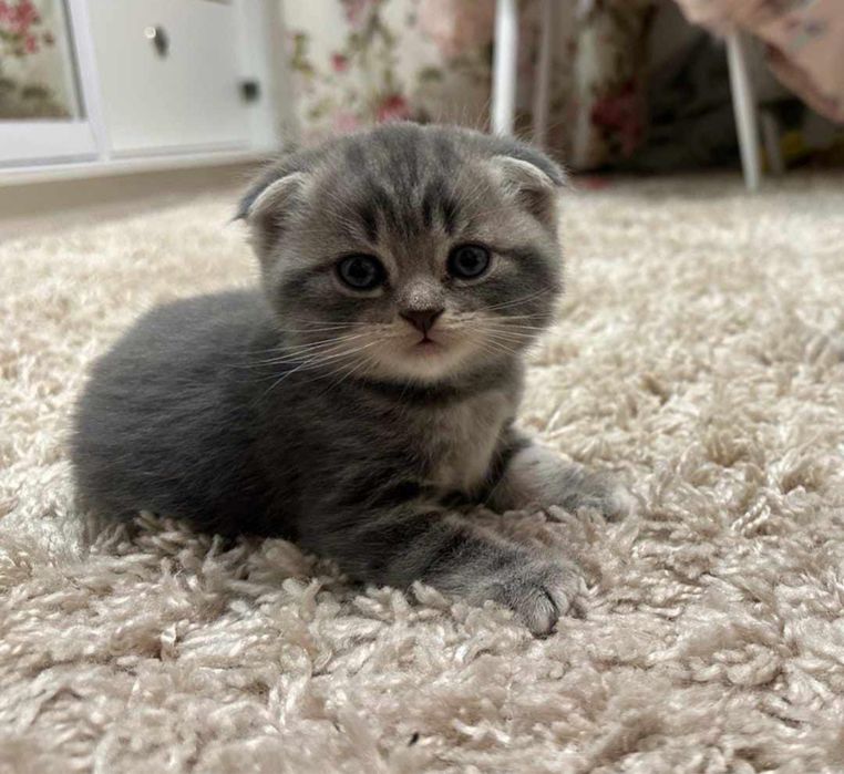 Шотландские котята в продаже