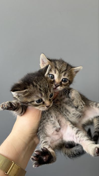 Бесплатно котята
