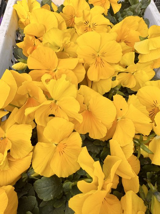 Viola. Kapalak gul F1