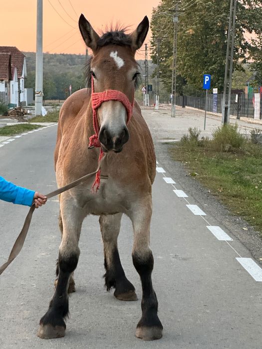 Vând manza ardeneză de un an și două luni