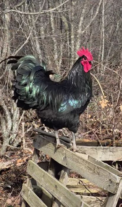 Продавам оплодени яйца от черен Австралорп... Работя с еконт и спиди