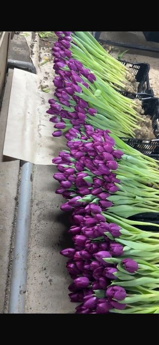 Продаю тюльпаны свежие 65-70 см