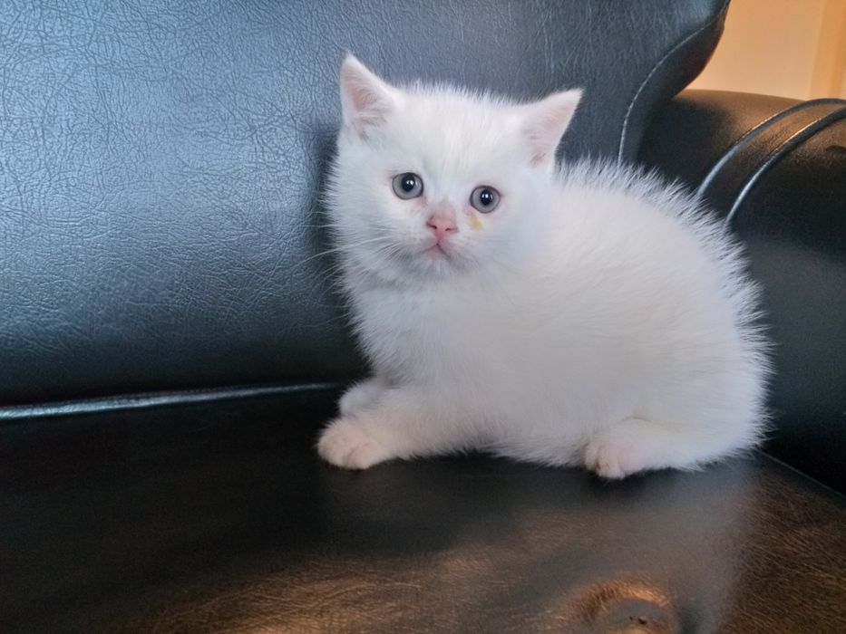 Vand fetita British shorthair!