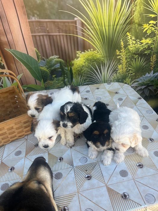 Căței bichon bichon