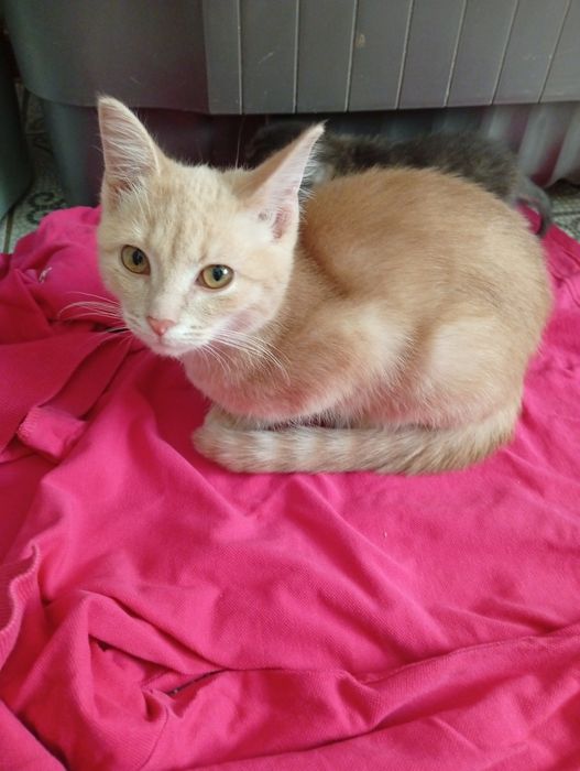 Көйлектегі трусиканы көруге болады