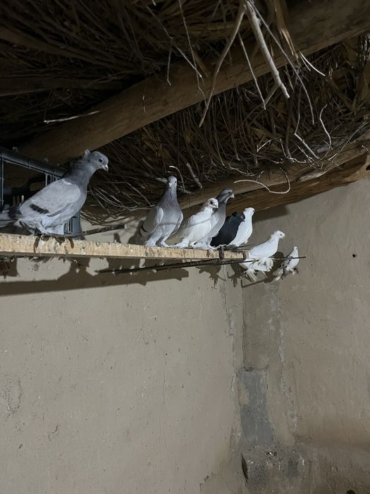 Кептерлер бар сатылатын