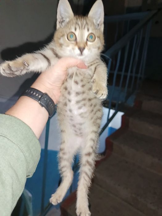 Дарю маленького котенка