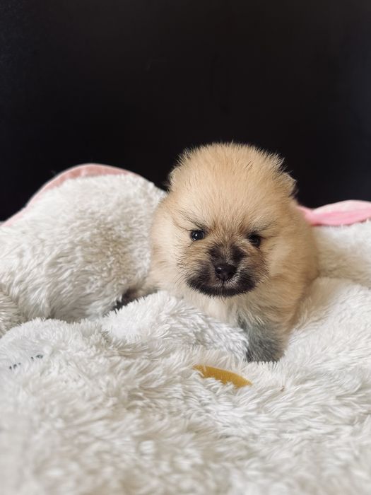Pui Pomeranian - rezervare