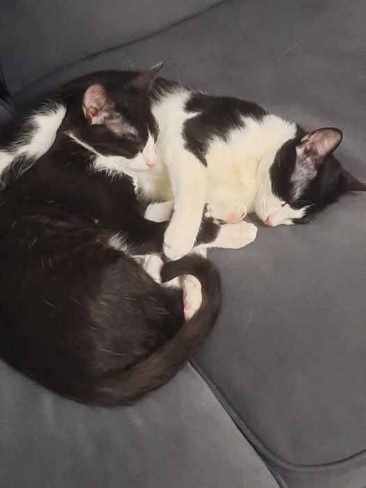 Donez pisicuțe motanei